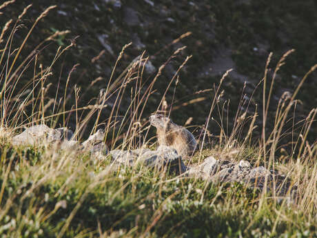 Causerie en montagne : La photographie animalière