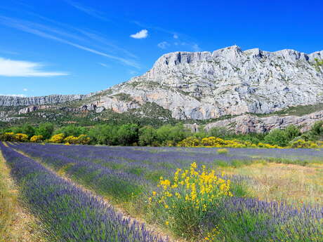 Balade apprenante au Grand Site Sainte-Victoire