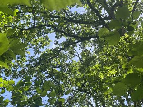 Cours de yoga plein air Volvic