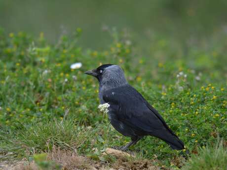 Les corvidés : une famille d'oiseaux ordinaires mais tellement extraordinaire