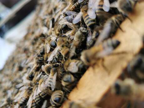 EARL Les Abeilles de Mellonia