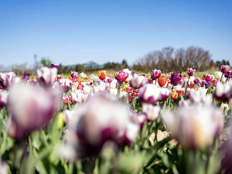 The tulip fields