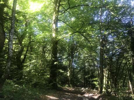 The forest, my place of freedom: revitalising walk