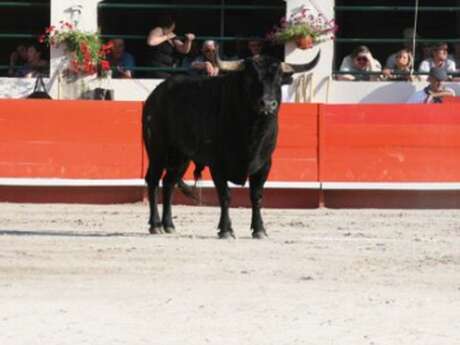 Féria d'Alès - Novillada sans picador
