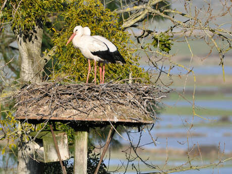 Fête de la nature et du bien-être