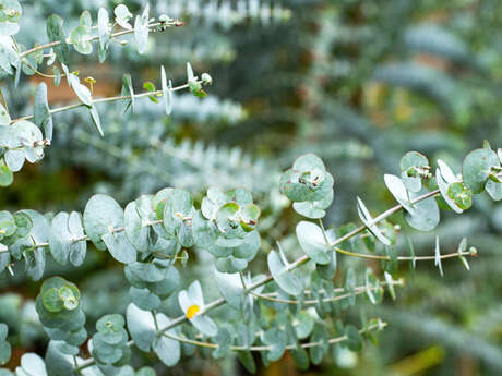 Visite de la passion - eucalyptus et MIMOSA