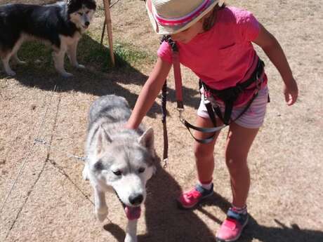 Baby musher - discovering sled dogs 2-5 years old