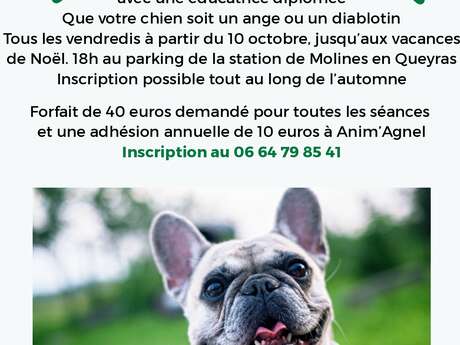 Dog training and agility sessions