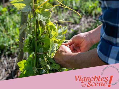 Visite et dégustation au Domaine Mouton