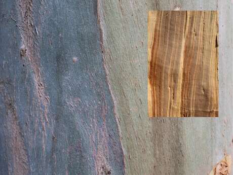 Exposition de l'Art dans les arbres