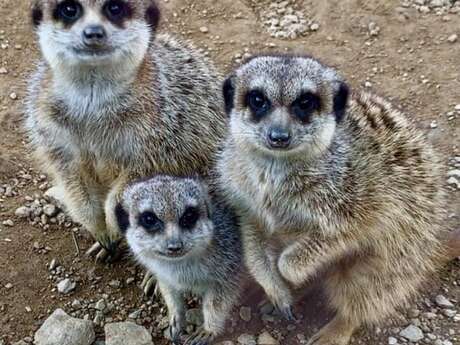 Corso di immersione di mezza giornata con un guardiano di animali