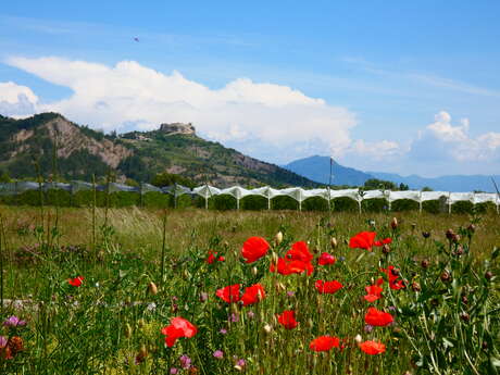 Village perché de Mison