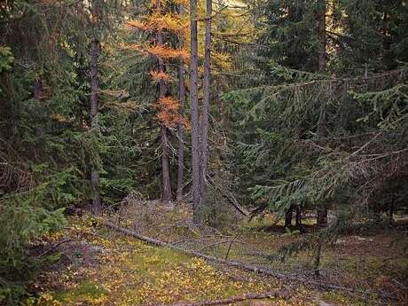 Promenons-nous dans les bois !