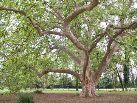 Le Platane Commun