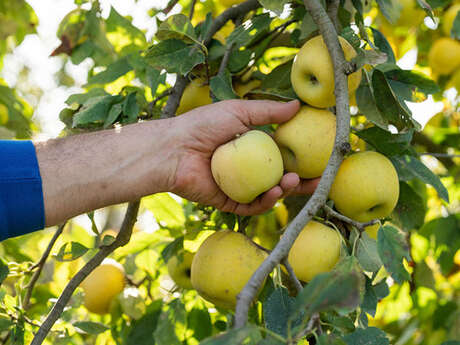 Marché de Noël à la Ferme - Pom Bio Berger