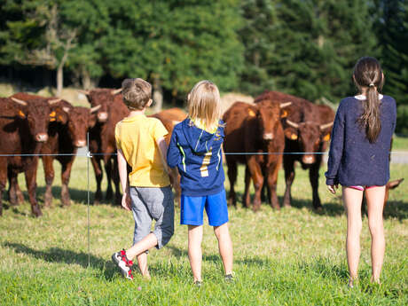 GAEC Salers et Bol d'Air