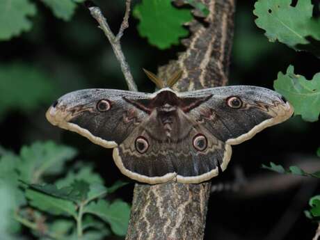 Inventaire des papillons de nuit