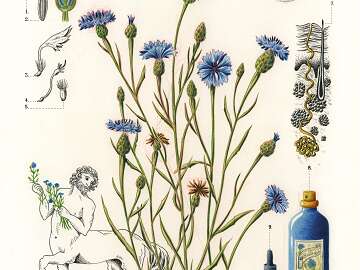 Atelier : Histoires de plantes