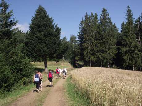 Marche de la pomme de terre