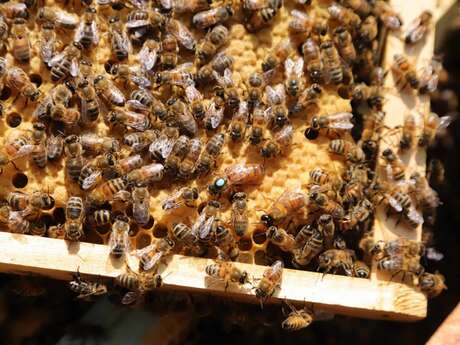 Little beekeeper's workshop at Châtaigneraie Godissard