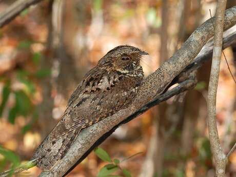 A la recherche de l'oiseau du crépuscule A la recherche de l'oiseau du crépuscule