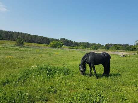 Haras de l'Olympe