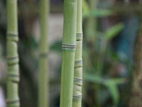 Bamboo Orchestra Trio