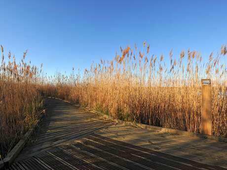 Camargue confidentielle : Beauduc