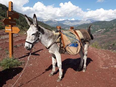 Découvrir le Mercantour au rythme lent des sabots !