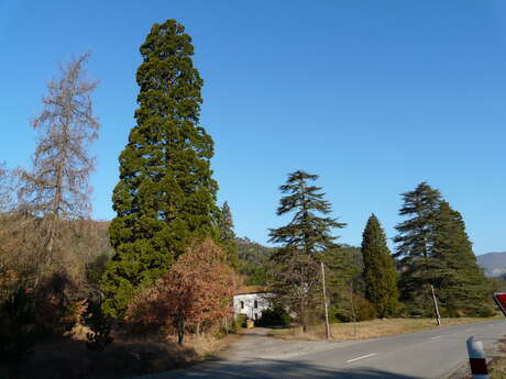 Les séquoias de La Motte-du-Caire