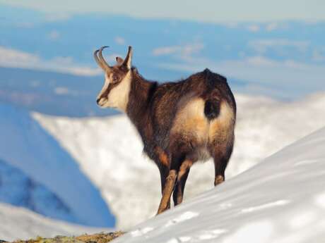 randonnée raquette à la découverte des chamois