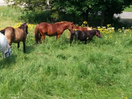 Balade à poney au cœur du Vercors