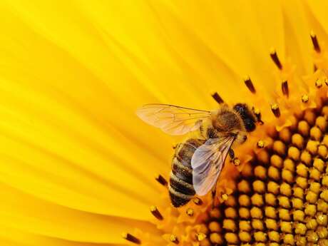 Fête de la science - L'intelligence collective des abeilles