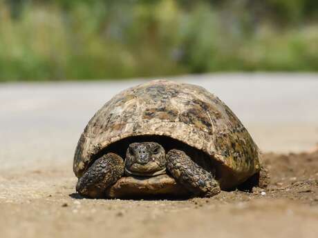 Fête de la nature : Land tortoise and insect workshop