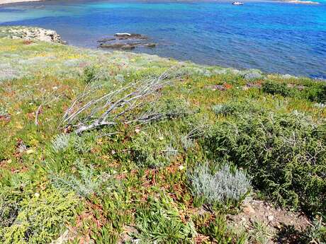 Chantier Nature : chasse aux Griffes de sorcière sur le Cap Taillat