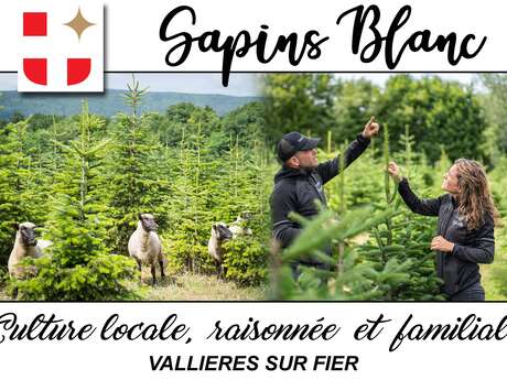 Sapins Blanc
