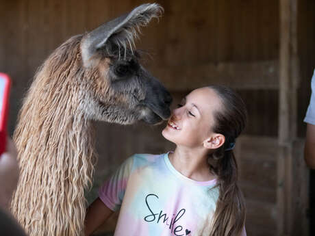 Rencontre avec les "Lamas des plaines" (visite) Rencontre avec les "Lamas des plaines" (visite)