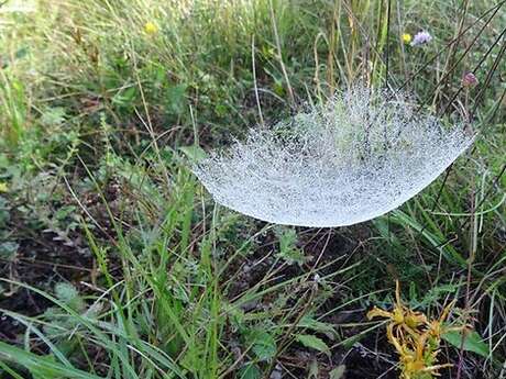 Balade autour des arachnides avec Anne BOUNIAS