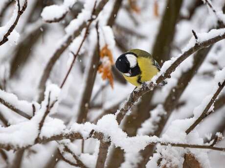 Ciné Vallouise : "Là-haut sur la montagne"