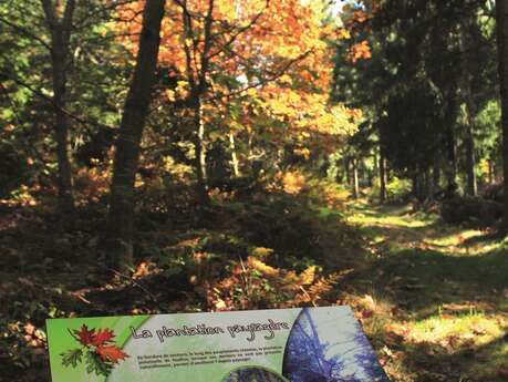 Sentier pédestre de découverte - Forêt de Bécajat