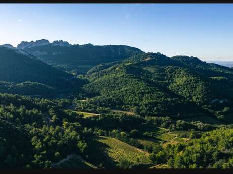 Visite du vignoble et de la cave - Domaine Paillère et Pied-Gû