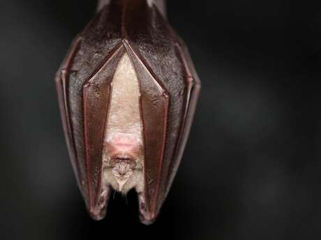 Projection-causerie : Une vie de grand rhinolophe