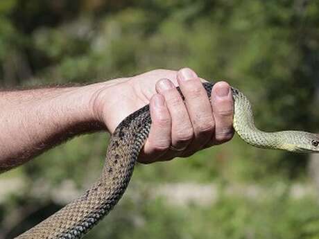 Sur la piste des serpents au Vigueirat