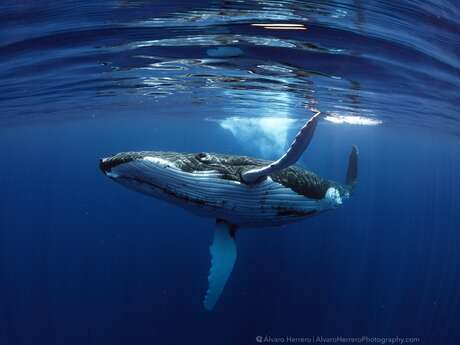 Tahiti Shark Expeditions - Nemo'z - Whale watching tours