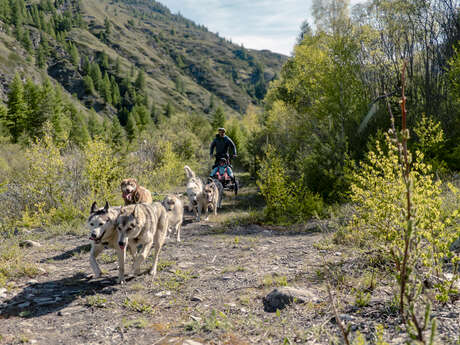 Kart à chiens, la montagne accessible pour tous