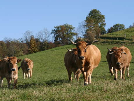 GAEC La Ferme de Taillard