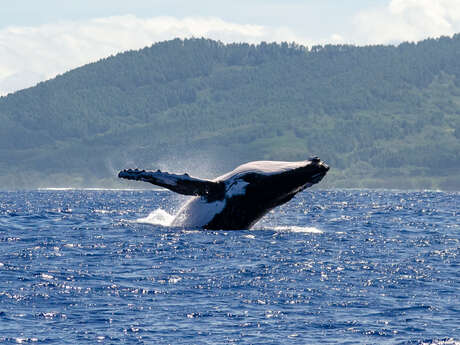 Tekeihani Excursions - Sortie Baleines