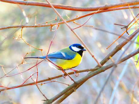 Meisen und Insekten als Helfer des Winzers
