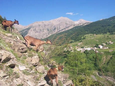 Les Caprines de la Cagnolle