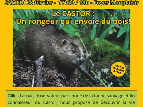 Le castor - Un rongeur qui envoie du bois